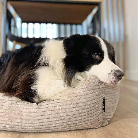 דירה 423 W Pieciogwiazdkowym Royal Tulip Plaza 200 M Dobruk *