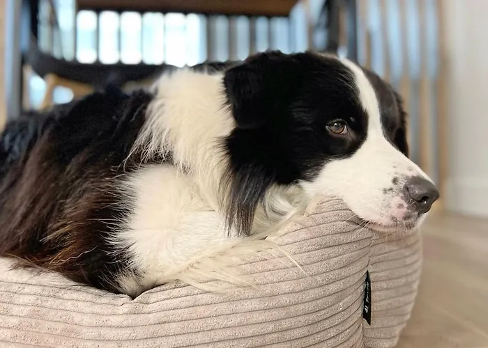 דירה 423 W Pieciogwiazdkowym Royal Tulip Plaza 200 M Dobruk *